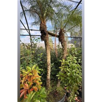Double Phoenix roebellini |Διπλός Φοίνικας Ρομπελίνοι H180-200 cm (Trunk)