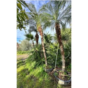 Phoenix roebellini | Φοίνικας Ρομπελίνοι H200-250 cm (Trunk)