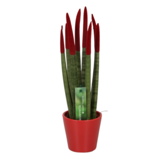 Φυτό Sansevieria Cylindrica Velvet Touch 25-35cm