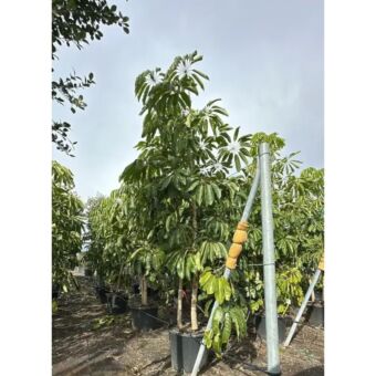 Σχέφλερα η Ακτινοειδής | Schefflera actinophylla