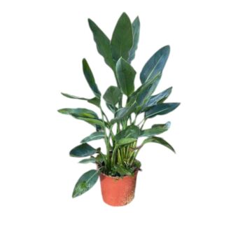 Φυτό Στρελίτσια το Πουλί του Παραδείσου | Strelitzia Reginae 107+ cm