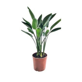 Φυτό Στρελίτσια το Πουλί του Παραδείσου | Strelitzia Reginae 110+ cm