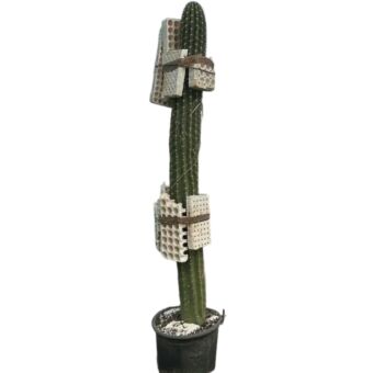 Τριχοκηρεύς | Trichocereus H200+ x Φ40 cm