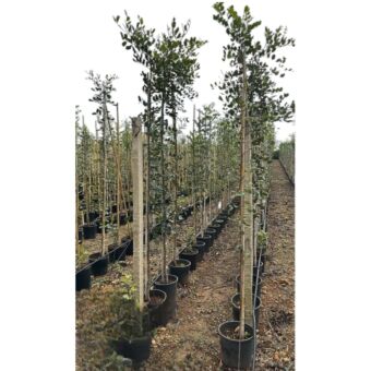 Χαρουπιά | Ceratonia siliqua H180 x Φ24 cm (Trunk)