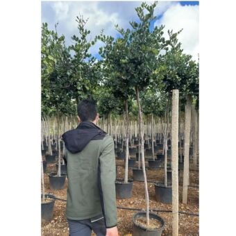 Χαρουπιά | Ceratonia Siliqua H200 cm (Trunk)