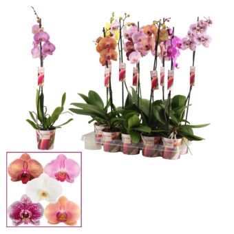 Φυτό Ορχιδέα Φαλαίνοψις | Phalaenopsis 1 Tak Mix 55 cm