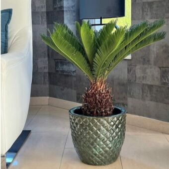 Φυτό Κύκας | Cycas Revoluta