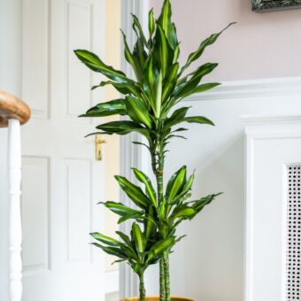 φυτό Δράκαινα | Dracaena Cintho 