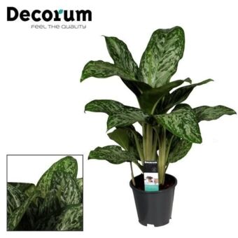 Φυτό Αγλαόνημα | Aglaonema Greenlight 50-70 εκ.