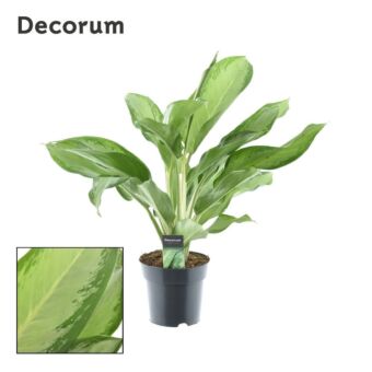 Φυτό Αγλαόνημα | Aglaonema Cleopatra 55-75 εκ.