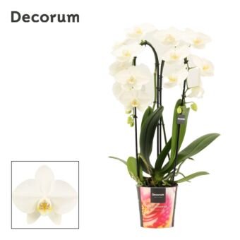 Φυτό Ορχιδέα Φαλαίνοψις σε σχήμα | Phalaenopsis Cascade white 55 cm 