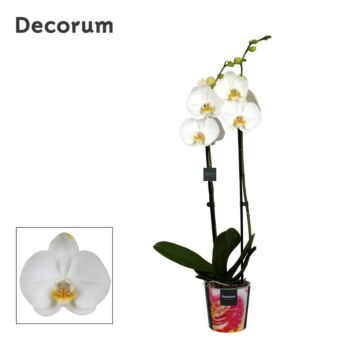 Φυτό Ορχιδέα Φαλαίνοψις | Phalaenopsis 2 Tak white 65 cm 