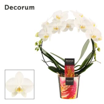 Φυτό Ορχιδέα Φαλαίνοψις σε σχήμα | Phalaenopsis Boog white 45cm