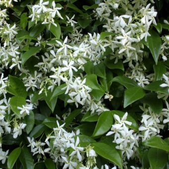 Φυτό Ριγχόσπερμο | Trachelospermum jasminoides 80-130cm