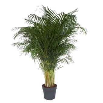 Φυτό Areca 140-160cm