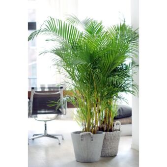 Φυτό Areca 140-160cm