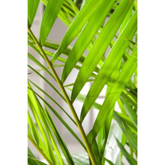 Φυτό Areca 140-160cm