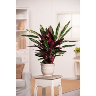 Φυτό Calathea triostar 30-50cm