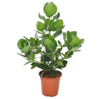 Φυτό Ficus Clusia 60-80cm