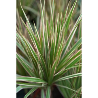 Φυτό Dracaena Bicolor carrusel 60-80 cm