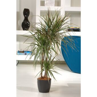 Φυτό Dracaena Bicolor carrusel 60-80 cm