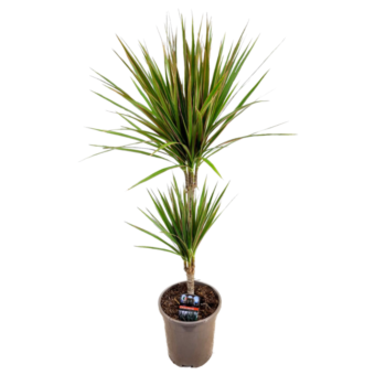 Φυτό Dracaena Bicolor carrusel 60-80 cm