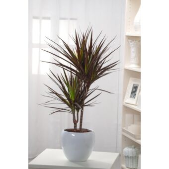 Φυτό Dracaena Marginata 60-80cm