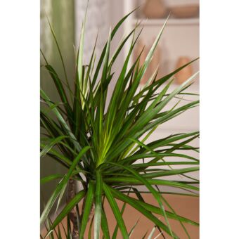 Φυτό Dracaena Marginata 60-80cm