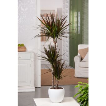 Φυτό Dracaena Marginata 120-150 cm