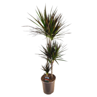 Φυτό Dracaena Marginata 120-150 cm