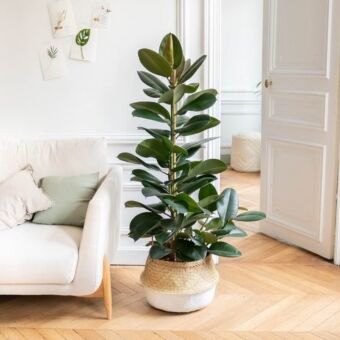 Φυτό ficus Εlastica Αbidjan 100-130cm