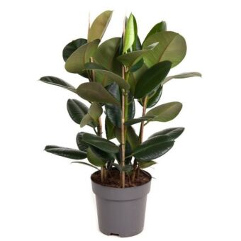 Φυτό ficus Εlastica Αbidjan 100-130cm