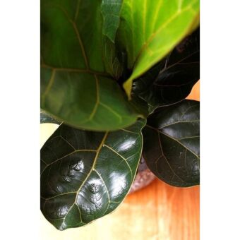 Φυτό ficus Lyrata  80-100cm