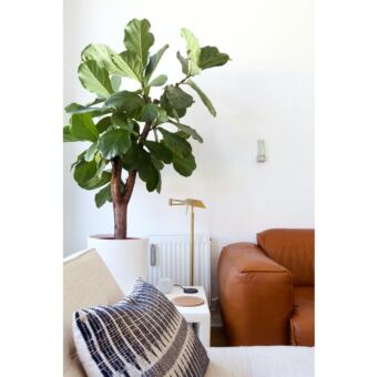 Φυτό ficus Lyrata  80-100cm