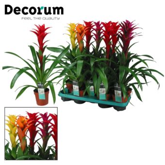 Φυτό Γκουσμάνια | Guzmania 40-50 cm