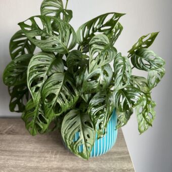 Φυτό Μονστέρα | Monstera monkey Leaf 