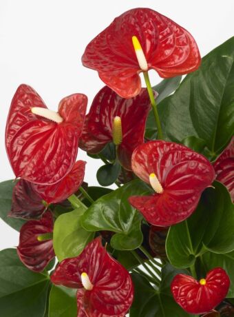 Φυτό Anthurium 35-50 cm