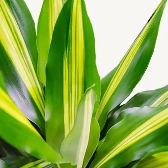 φυτό Δράκαινα | Dracaena Cintho 