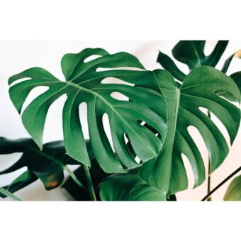 Φυτό Monstera 120-150cm