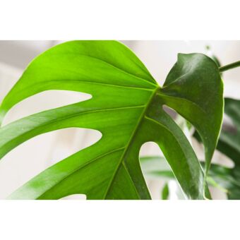 Φυτό Μονστέρα | Monstera Deliciosa 