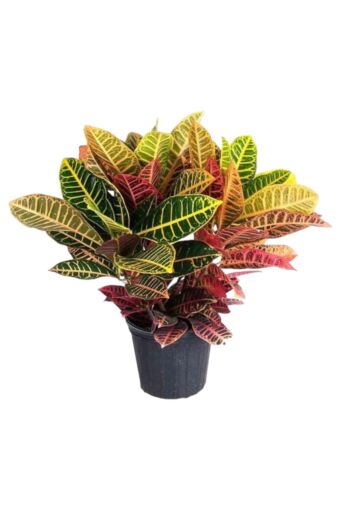 Φυτό Croton 40-50cm