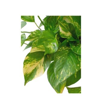 Φυτό κρεμαστός Pothos golden 35-55cm