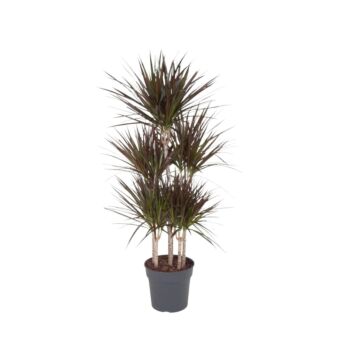 Φυτό Dracaena Marginata 150-180 cm