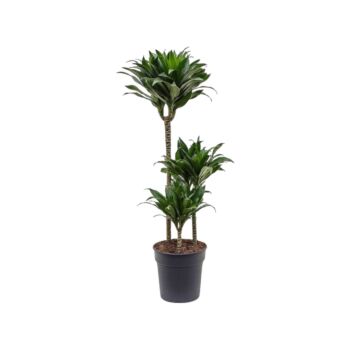 φυτό Dracaena Compacta 80-100cm