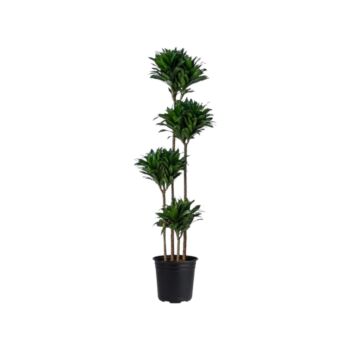 φυτό Dracaena Compacta 140-170cm