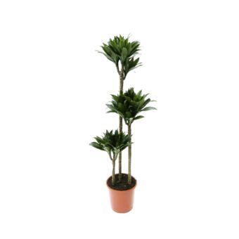 φυτό Dracaena Compacta 120-150cm