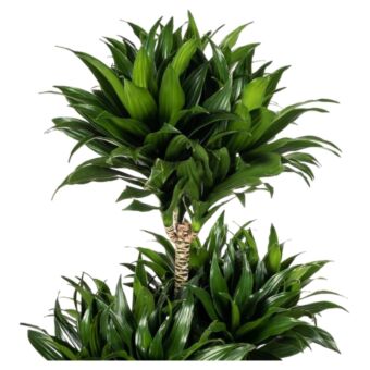 φυτό Dracaena Compacta 80-100cm