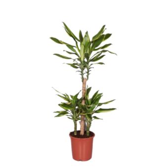 Φυτό Dracaena golden coast 90-110cm