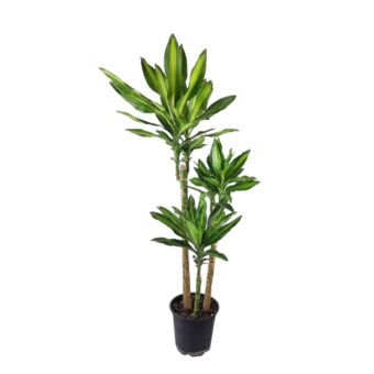 Φυτό Dracaena golden coast 110-150cm