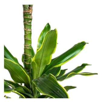 Φυτό Dracaena golden coast 90-110cm